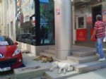 Başı Boş Köpekler Atm Nöbetinde