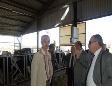 Lüleburgaz’ Da Modern Hayvan Çiftliklerinde İnceleme