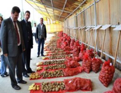 Niğde’de Yerli Patates Tohumları Tanıtıldı