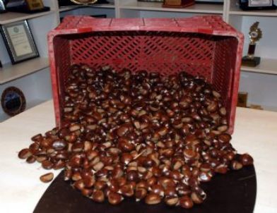 Sezonun İlk Kestanesi Borsaya Teslim Edildi