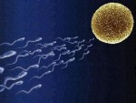 SPERM - Sperm kontrol geni