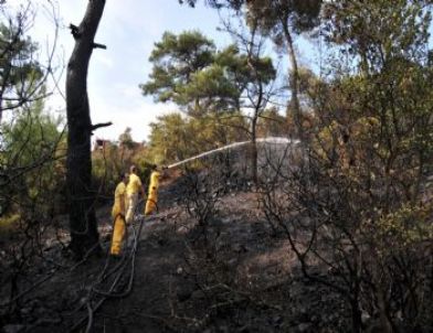 Tarlada Alev Alan Traktör Ormanı Yaktı