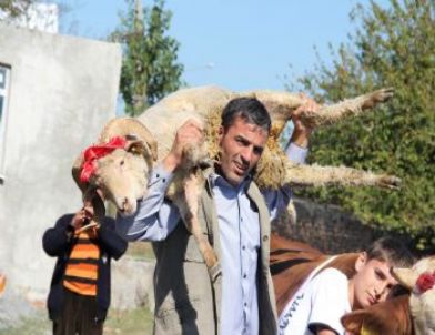 İki Boğa Alana Bir Boğa İle Üç Koç Hediye