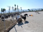 YARıMCA - Aydın Hayvan Pazarında Hayal Kırıklığı