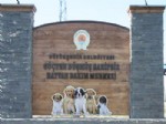 HAYVAN HAKLARı FEDERASYONU - Hayvan Severler, Hayvan Bakım Merkezi’ni Gezdi