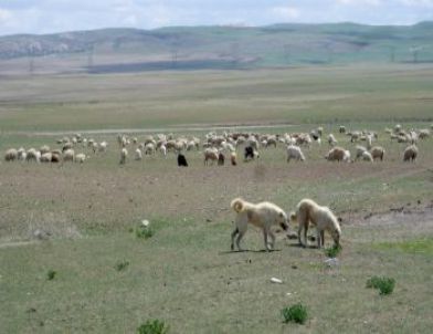 Mera Islah Projeleri İle Başkent'in Bozkırları Yeşeriyor