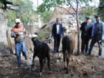 SARAYCıK - Köylüye 'Simental Yerine Angus Verildi' İddiası