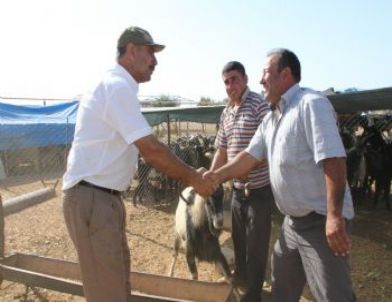 Kurban Satıcılar Kurbanlık Satışlarında Son Gün Bekleniyor