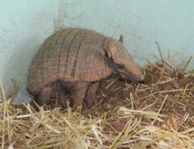 Hayvanat Bahçesine Yeni Misafirler Geldi