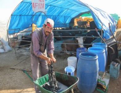 Kurban Pazarında Koyun Koyuna Hayat Mücadelesi