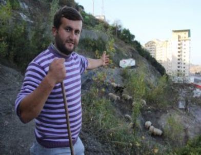 Kurbanlık Koçlara Dizideki Karakterlerin İsimlerini Verdi