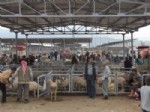 KURBAN PAZARI - Ödemiş Hayvan Pazarında Kurbanlık Satışı Başlıyor