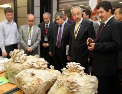 Şentürk: Mantarda Türkiye’nin En Büyük Rakibi Çin