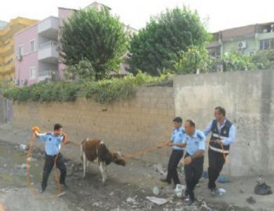 Cizre’de Başıboş Hayvanlar Toplanıyor