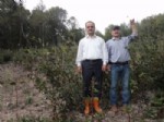 KURTKÖY - Ormanlarda Eksojen Yöntemi İle Gençleştirme Çalışmaları Yapılıyor