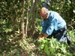 OCAKLAR - Yaşlı Fındık Bahçeleri Rekolteyi Düşürüyor