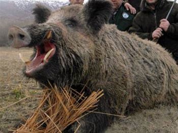 Domuzlar çiftçiyi yedi