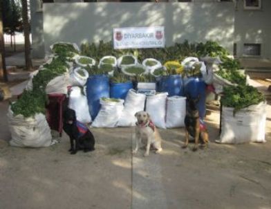 MİT İstihbarat Verdi Jandarma Yakaladı