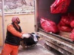 Şanlıurfa’da Günlük 400 Ton Çöp, 2 Bin 500 Kilo Tıbbi Atık Toplanıyor