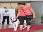 MEHMET BERK - Antalya’da Yarışma İle Sahipsiz Köpekler Sahiplendirildi