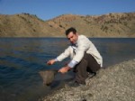 AYNALı SAZAN - Alkumru Barajı'na 100 Bin Adet Balık Salındı