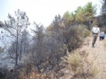 YANGIN HELİKOPTERİ - Gazipaşa’da 1 Hektar Kızılçam Ormanı Yandı