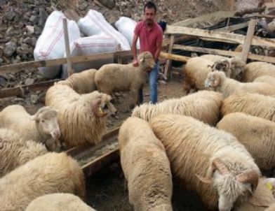 Gümüşhane Kurban Pazarında Satıcı Çok, Alıcı Yok