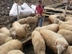 KONURSU - Gümüşhane Kurban Pazarında Satıcı Çok, Alıcı Yok