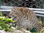 LIZBON - Çok Özel Leoparlar Nesillerinin Devamı İçin Rusya’ya Getirildi