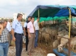 İSMAIL EFE - Didim’de İlçe Tarım Müdürlüğü Ekipleri Kurban Denetimlerini Sürdürüyor