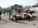 ALTıNYıLDıZ - Kars’tan Batı'ya Kurban Sevkinde Son Kamyonlar Yola Çıktı