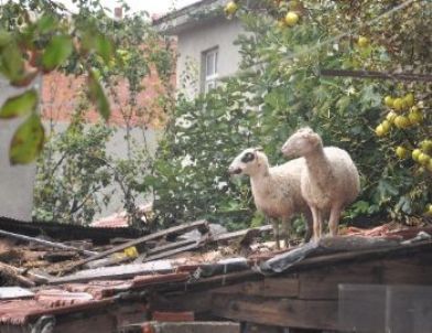 Sel Hayvanları Da Vurdu