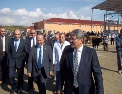 Vali Kolat Kurban Pazarlığına Aracı Oldu