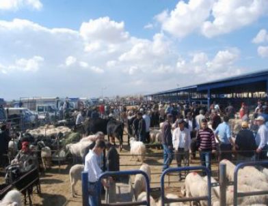 Hayvan Pazarında Arefe Günü Hareketliliği
