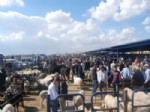 İLGİNÇ GÖRÜNTÜ - Hayvan Pazarında Arefe Günü Hareketliliği