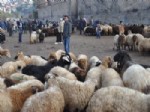 İLGİNÇ GÖRÜNTÜ - (özel Haber) Siirt'te Kurbanlıklar Elde Kaldı