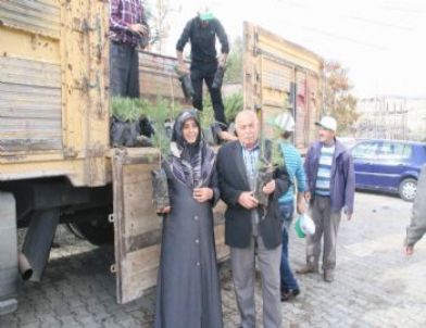 Yozgat Orman İşletme Müdürlüğü Mezarlıkta Fidan Dağıttı