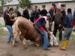 İLGİNÇ GÖRÜNTÜ - Erzincan’da Kurban Manzaraları