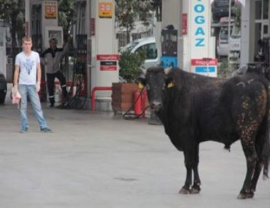 Kaçan Boğaları Kurban Timleri Etkisiz Hale Getirdi