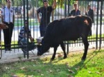 Kesim Merkezinden Kaçan Dana Denize Atladı