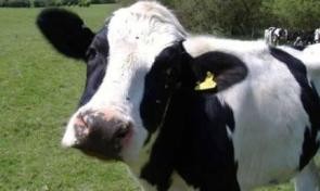 Telefonumu İneğin İçinde Unuttum