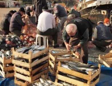 Lapseki'de Lüfer Bereketi