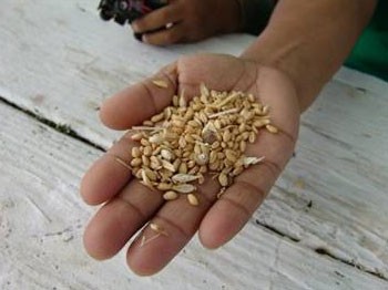 Atalarımızdan kalan tohumlar yok olmak üzere