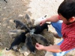 YAVRU KÖPEK - Çay Satarak Yavru Köpekleri Besliyor