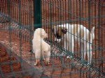 SOKAK HAYVANI - Sakarya'da 5 Bin Sokak Hayvanı Aşılandı