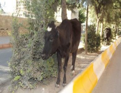 Silvan'da Başı Boş Hayvanlar Zabıta Kıskacında