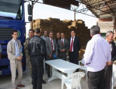 Havza’da Köylerde 252 Gebe Düve Dağıtımı Yapıldı