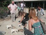 YAVRU KÖPEK - Didimli Rotaryenlerden Hayvan Barınağına Ziyaret