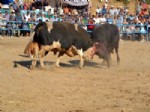 HAYVAN SEVERLER - Bahis ve Şiddet İddiaları Boğa Güreşlerini Gölgeledi