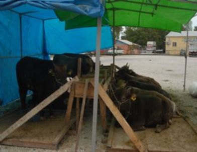 Orhangazi’de Kurban Pazarı Açıldı